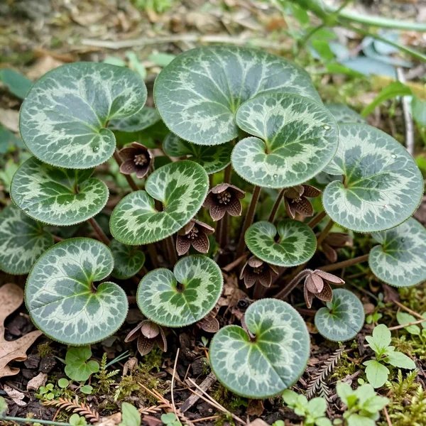 Asarum minus 'Honeysong'