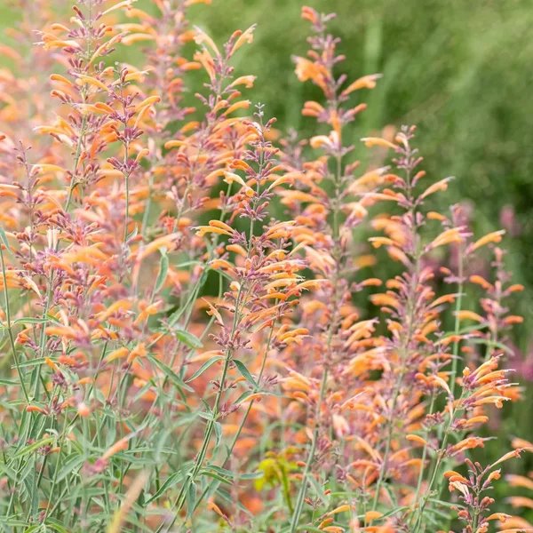 Agastache mexicana 'Apache Sunset'