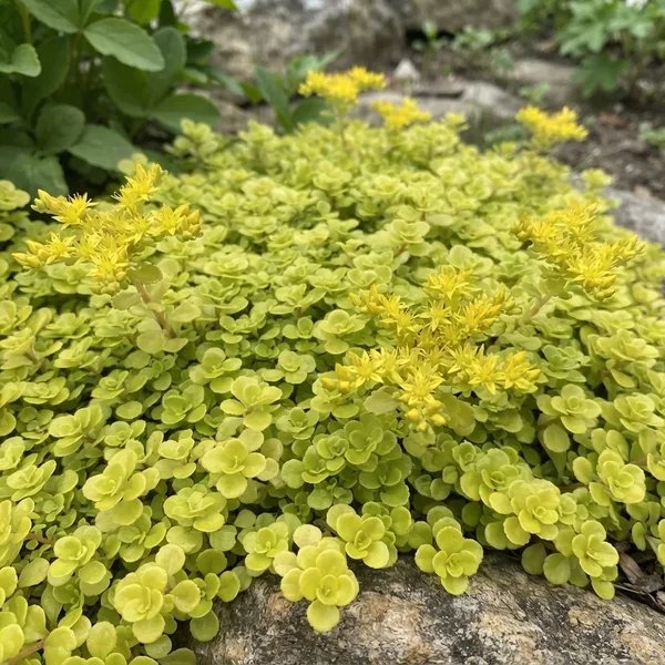 Sedum makinoi 'Ogon'