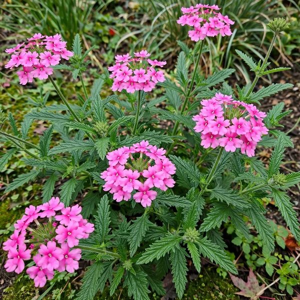 Verbena x hybrida 'Flamingo Border Pink'