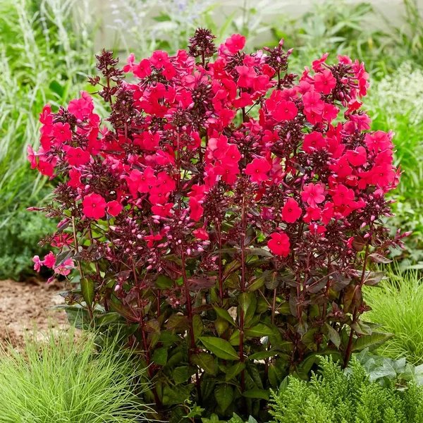 Phlox paniculata 'Starfire'