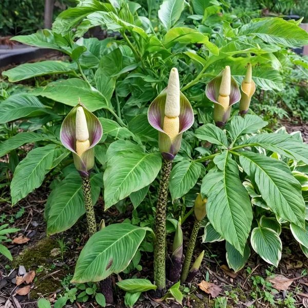 Amorphophallus koratensis