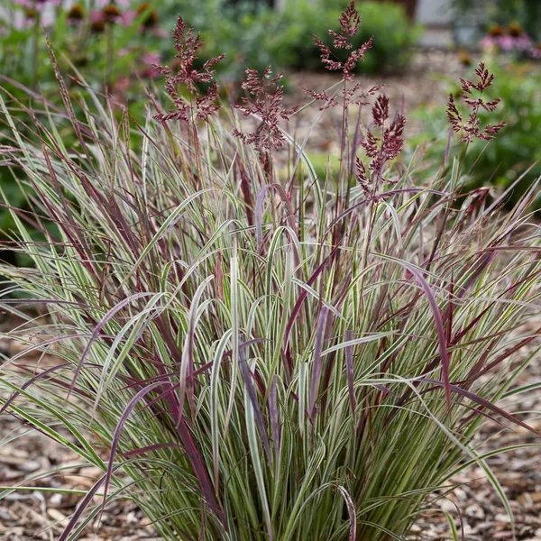 Schizachyrium scoparium 'Chameleon'