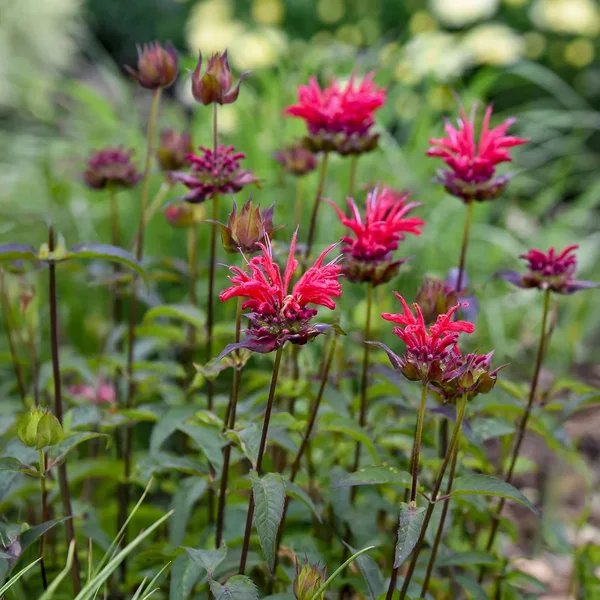 Monarda didyma 'Red Velvet'