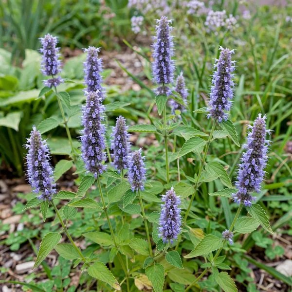 Agastache foeniculum 'Sunrise Blue'