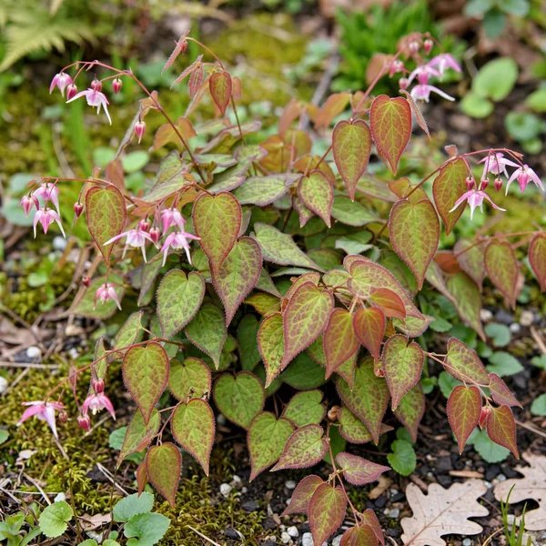 Epimedium youngianum 'Beni-Kujaku'