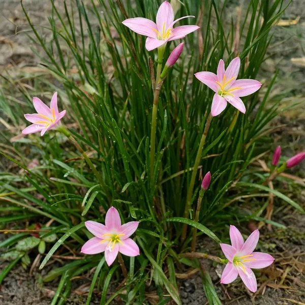 Zephyranthes x hybrida 'Ruth Page'