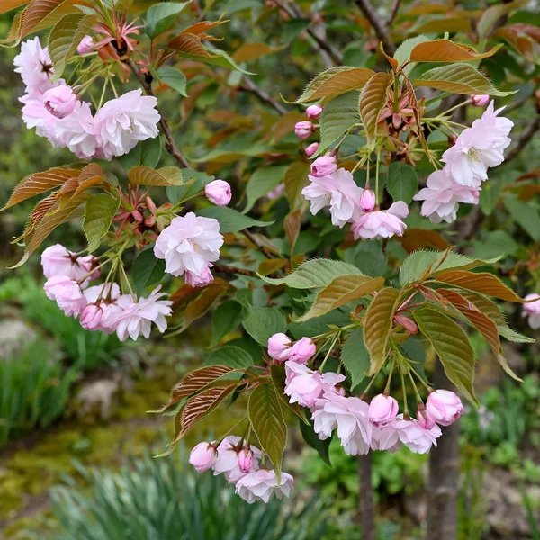 Prunus serrulata 'Shirofugen'