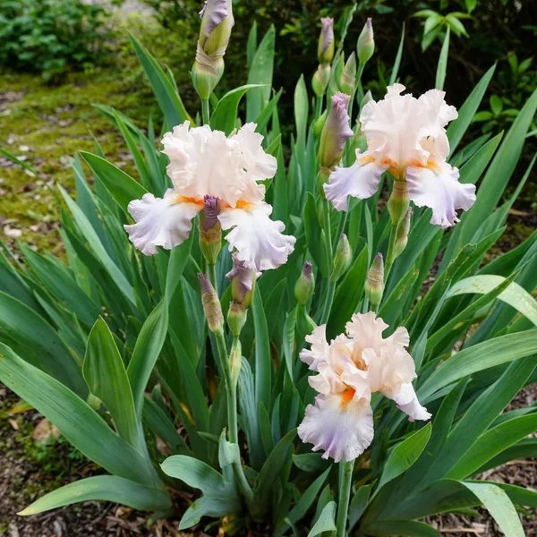 Iris tenuissima 'Celebration Song'