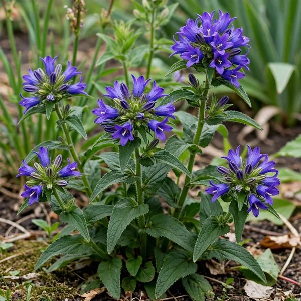 Campanula glomerata 'Joan Elliott'