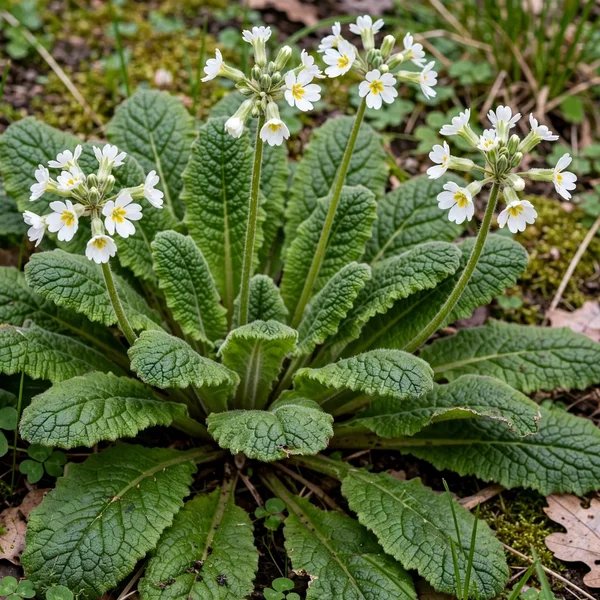 Primula veris 'White'