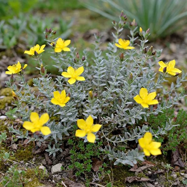 Hypericum polyphyllum