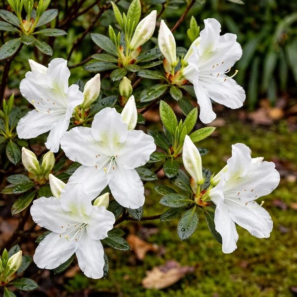 Rhododendron x hybrida 'Roblev'