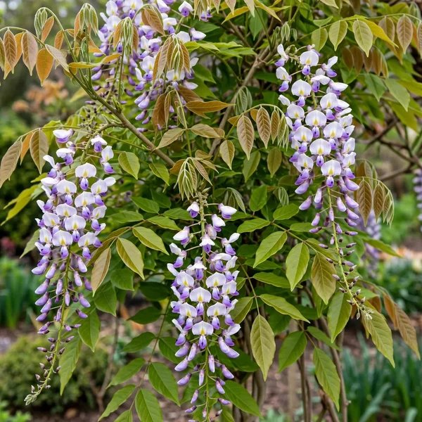Wisteria sinensis 'Grande Diva Barbara'
