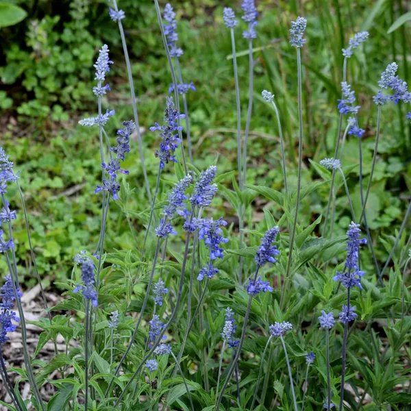 Salvia farinacea 'Henry Duelberg'