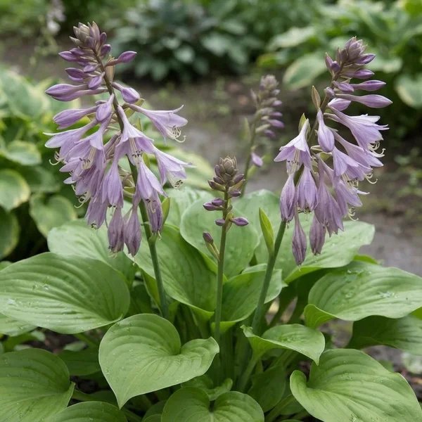 Hosta x hybrida 'Fall Bouquet'
