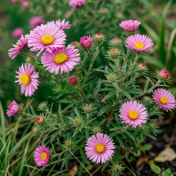 Aster novae-angliae 'Rosa Sieger'