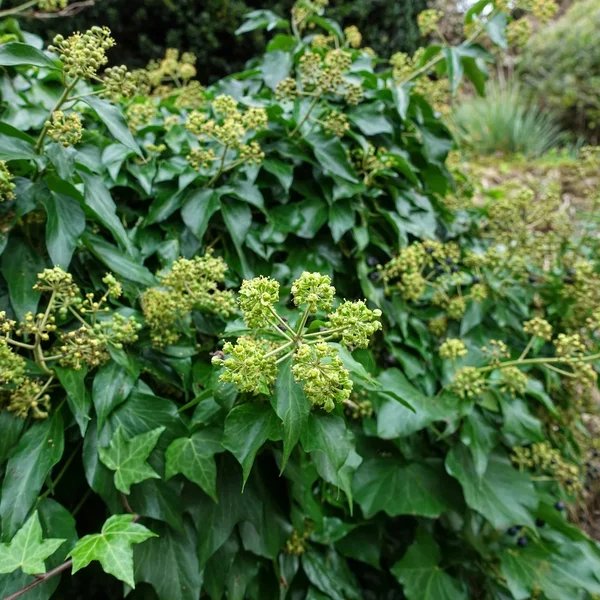 Hedera helix 'Spetchley'