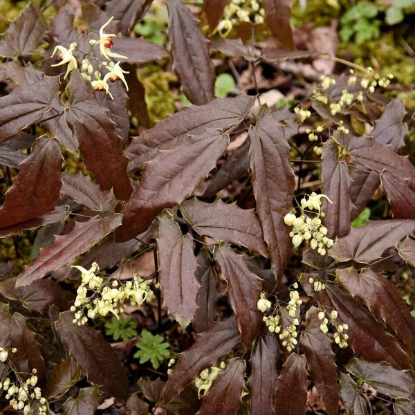 Epimedium wushanense 'Sandy Claws'