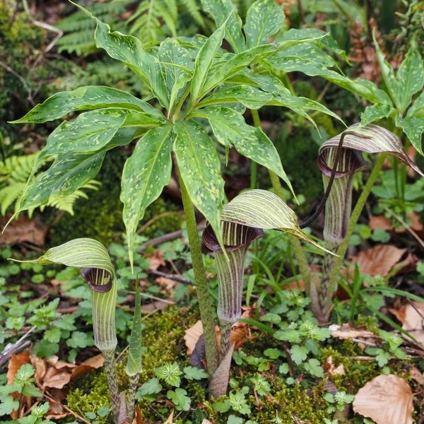 Arisaema muratae