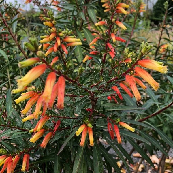 Cuphea micropetala 'Candy Corn'