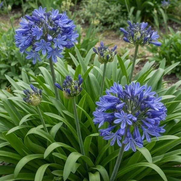 Agapanthus praecox 'Galaxy Blue'