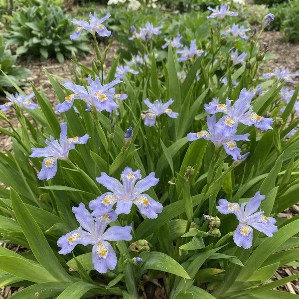 Iris cristata 'Edgar Anderson'