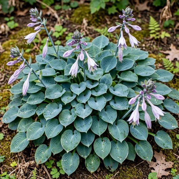 Hosta minor 'Blue Elf'