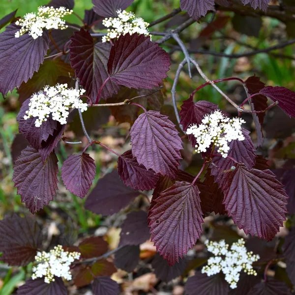 Viburnum dentatum 'Autumn Jazz'