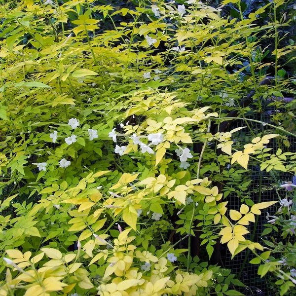 Jasminum officinale 'Frojas'