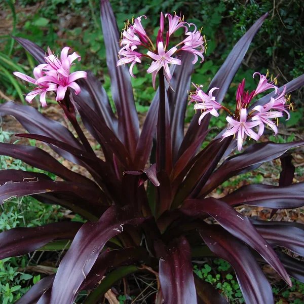 Crinum x hybrida 'Sangria'