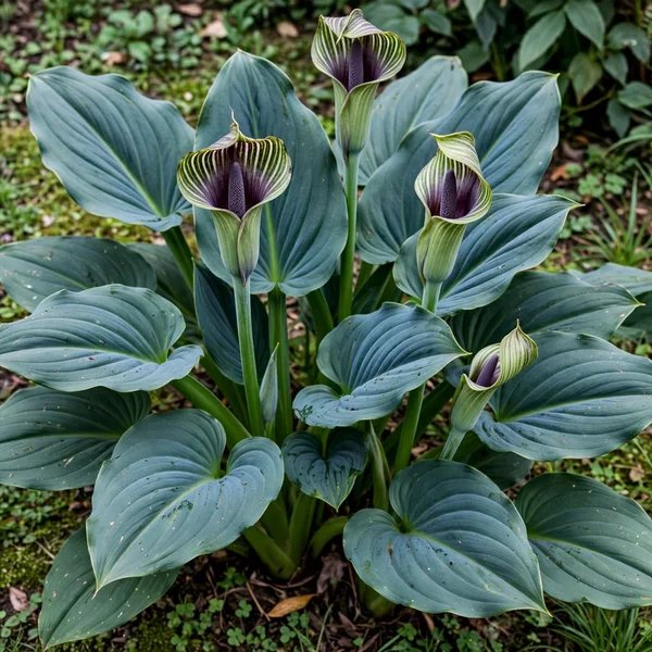 Synandrospadix vermitoxicus 'Salta and Peppa'