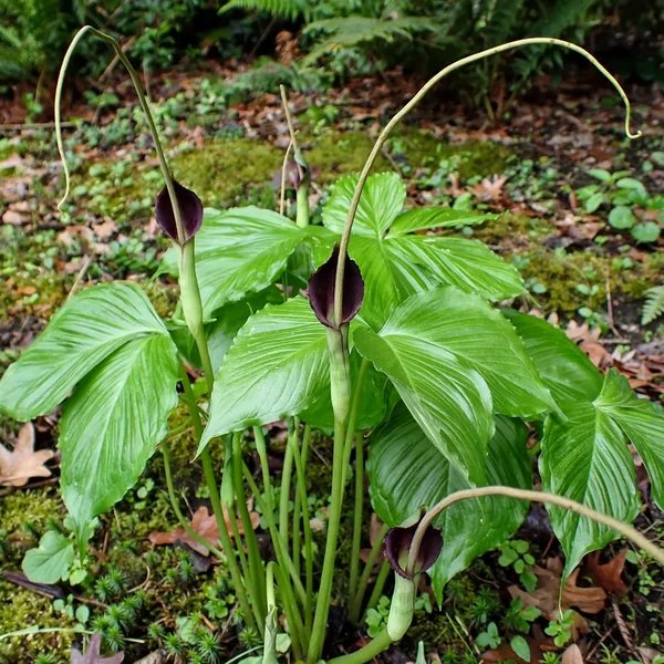 Pinellia tripartita 'Atropurpurea'