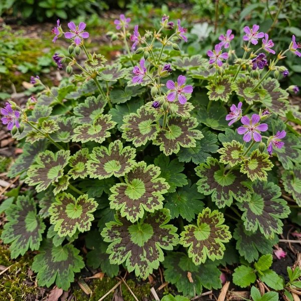 Geranium x monacense 'Muldoon'