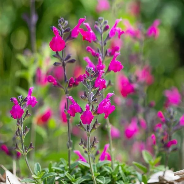 Salvia greggii 'Pink Preference'