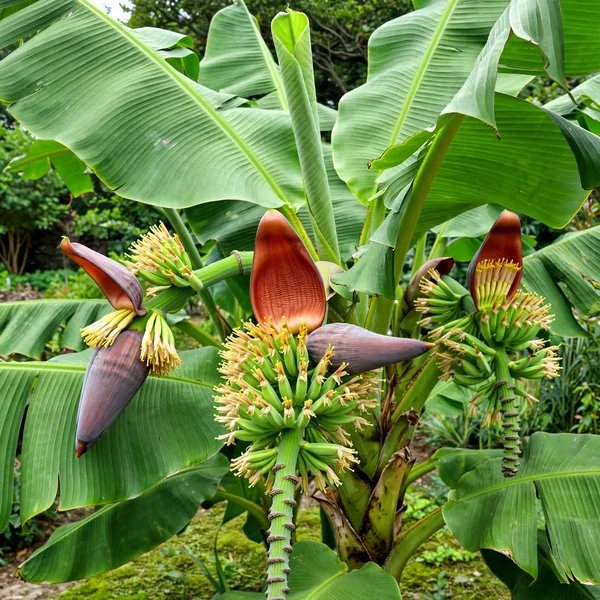 Musa acuminata 'Rajapuri'