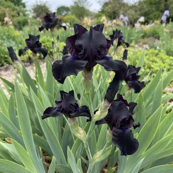Iris x germanica 'Black Suited'
