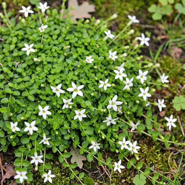 Pratia pedunculata 'Little Star Creeper'