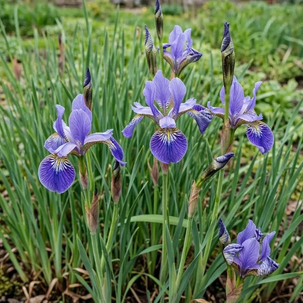 Iris sibirica 'Absolute Crush'