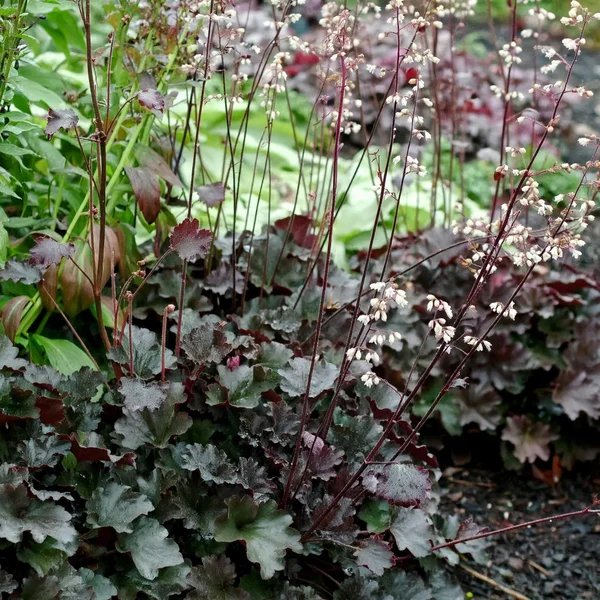 Heuchera x hybrida 'Starry Night'