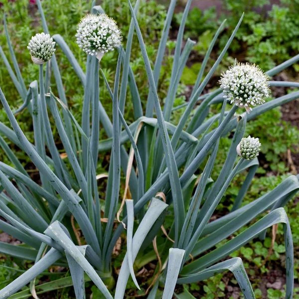 Allium cepa 'Tropeana Lunga'