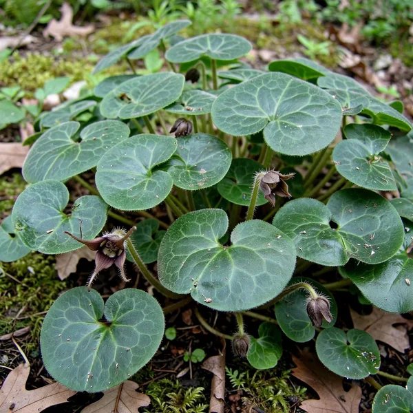 Asarum lutchuense