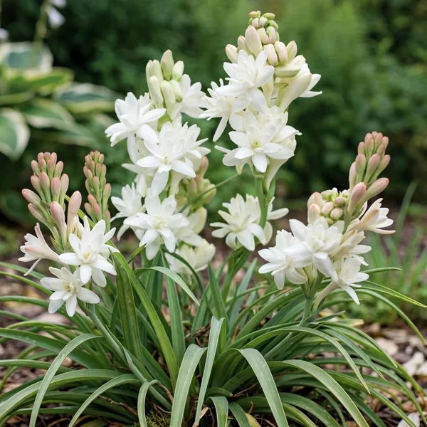 Polianthes tuberosa 'The Pearl'