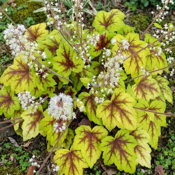 Heucherella x hybrida 'Golden Zebra'