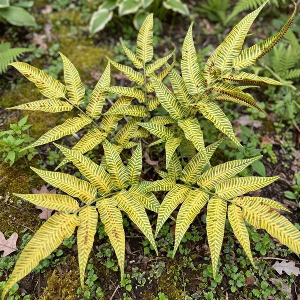 Coniogramme emeiensis 'Golden Zebra'