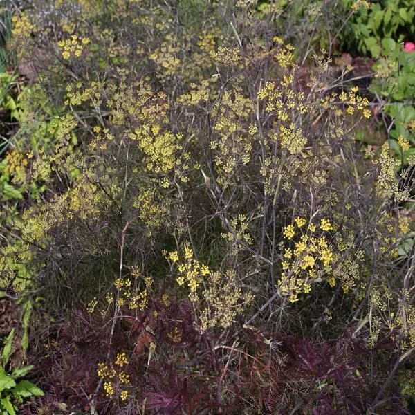 Foeniculum vulgare 'Consanguineum'