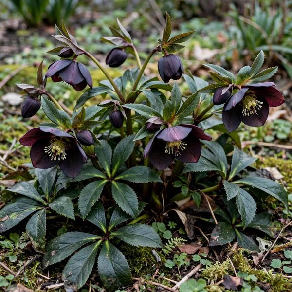 Helleborus x hybrida 'New York Night'