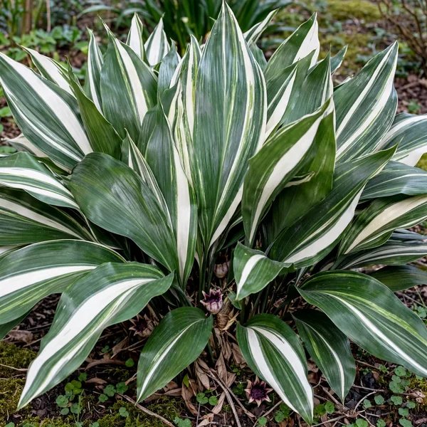 Aspidistra elatior 'Stars and Stripes'