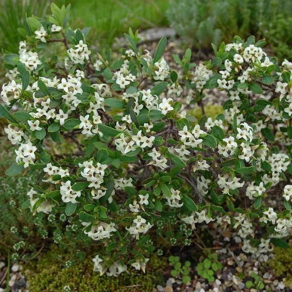 Daphne odora 'Marianni'