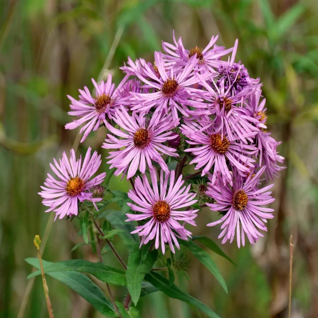 Aster